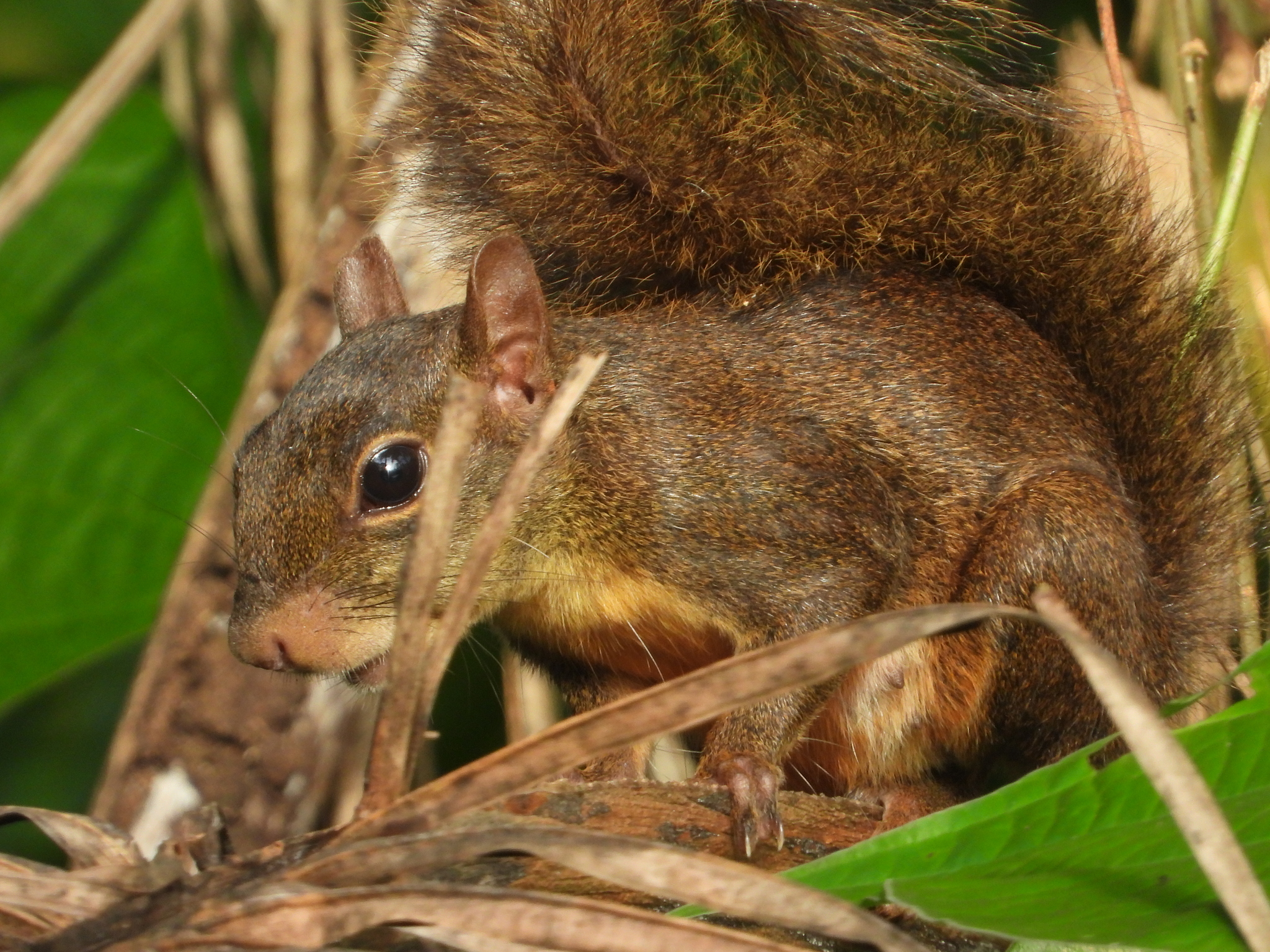 Caxinguelê (esquilo pantaneiro) camuflado em seu habitat natural no Pantanal