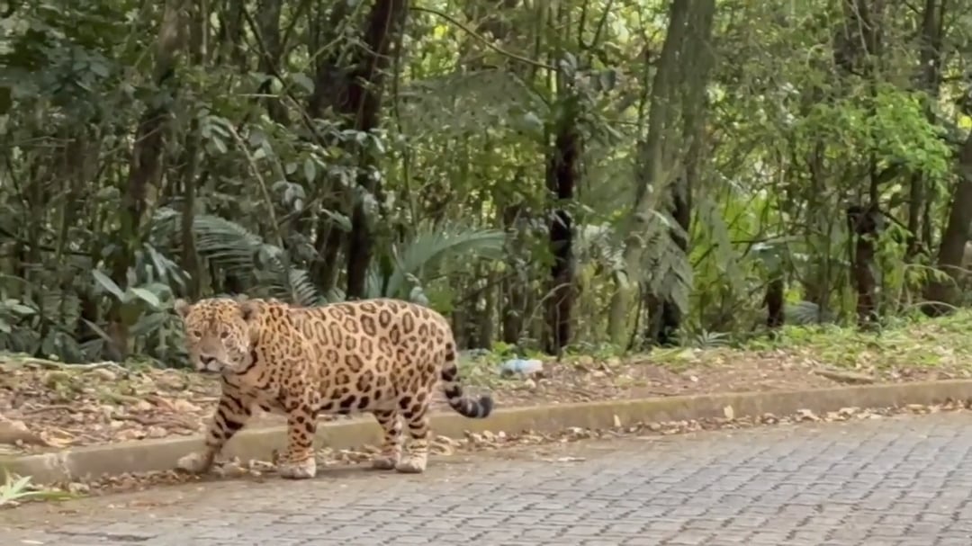 Onça-pintada caminhando à beira de uma rodovia próxima a uma área de mata