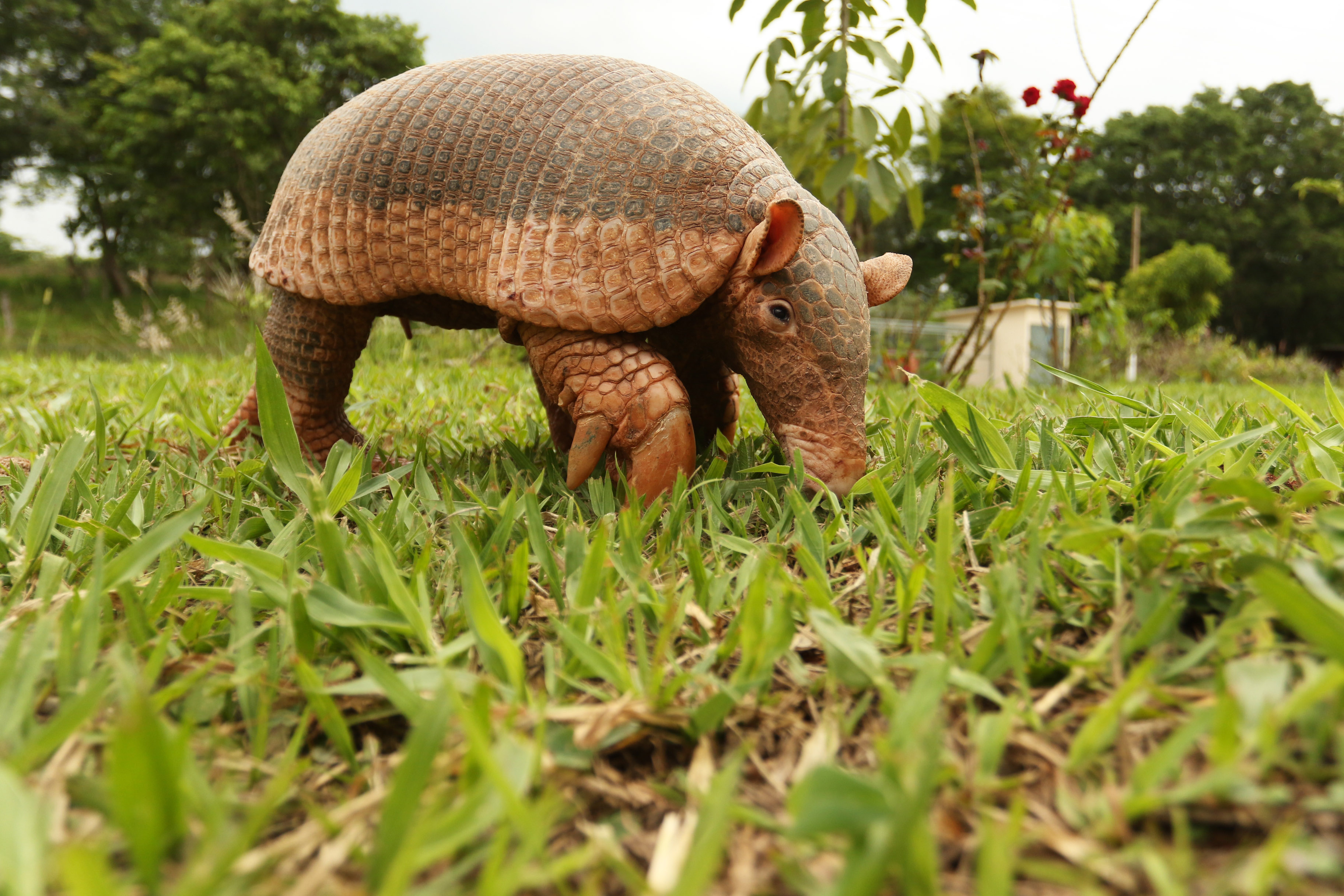 Tatu-canastra, a maior espécie de tatu, caminhando na grama no Pantanal