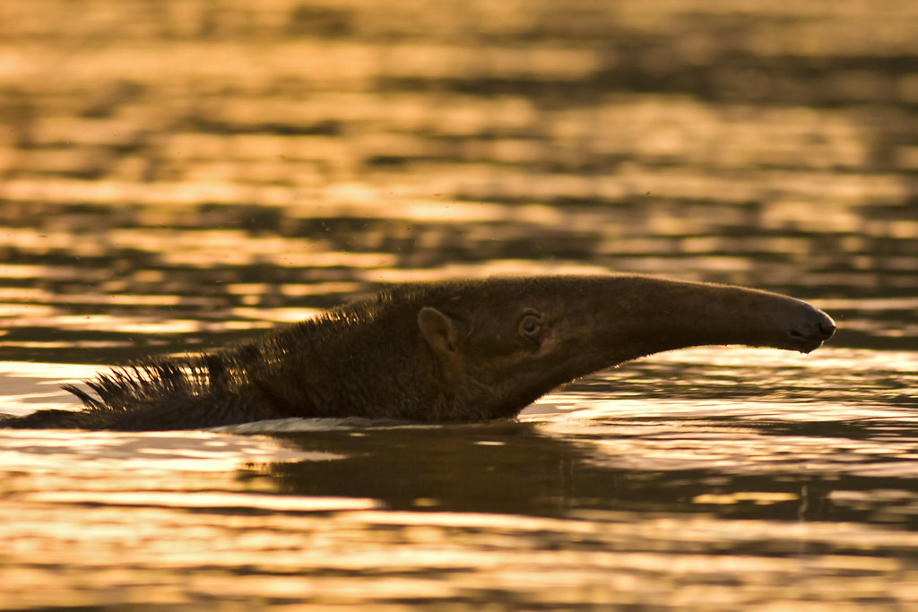 Tamanduá-bandeira nadando nas águas de um rio no Pantanal