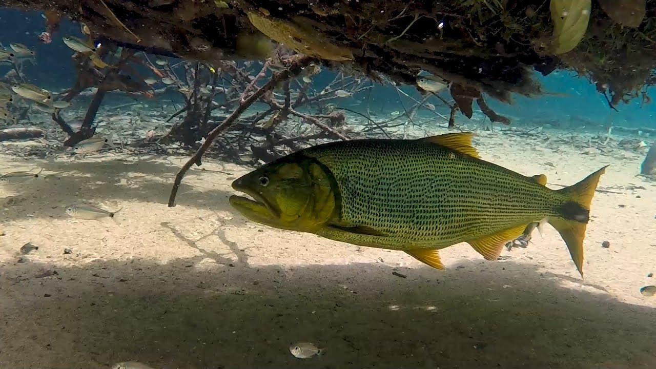 Peixe Dourado nadando nas águas cristalinas de um rio em Bonito, Mato Grosso do Sul