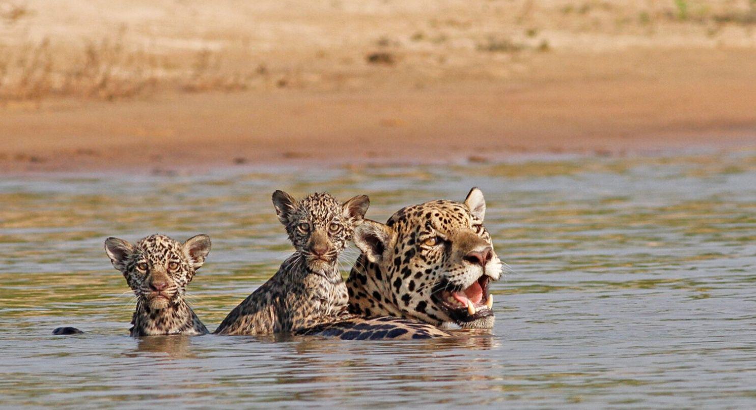 Filhote de onça-pintada nadando ao lado da mãe nas águas do Pantanal