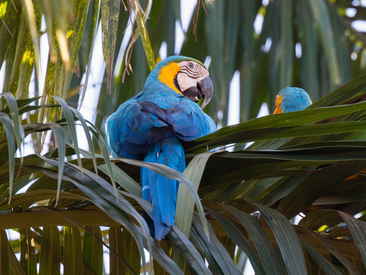 Arara-canindé em meio à natureza, ilustrando a fauna silvestre encontrada na região de Sapezal, Mato Grosso