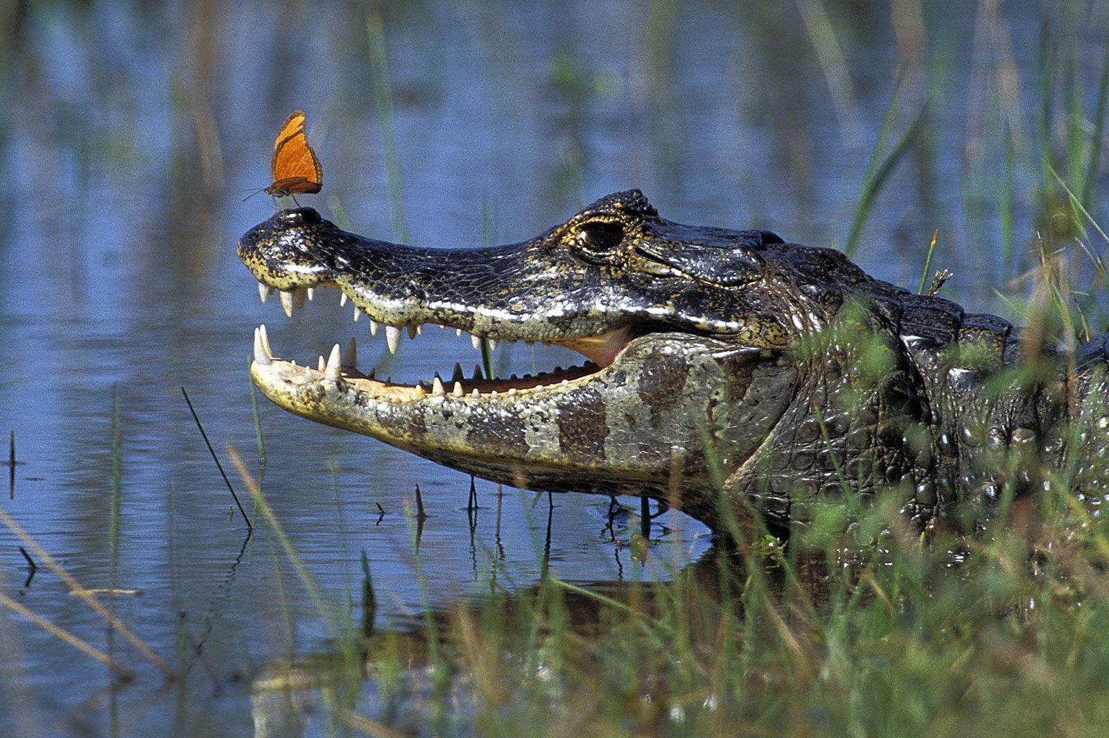 Jacaré em seu habitat natural no Brasil, representando a vida selvagem brasileira