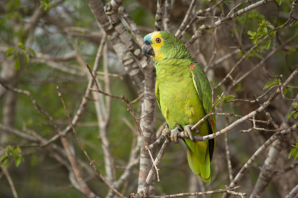 Amazona aestiva (Papagaio-verdadeiro) no Pantanal
