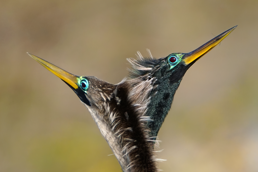 Anhinga anhinga (Biguatinga) no Pantanal