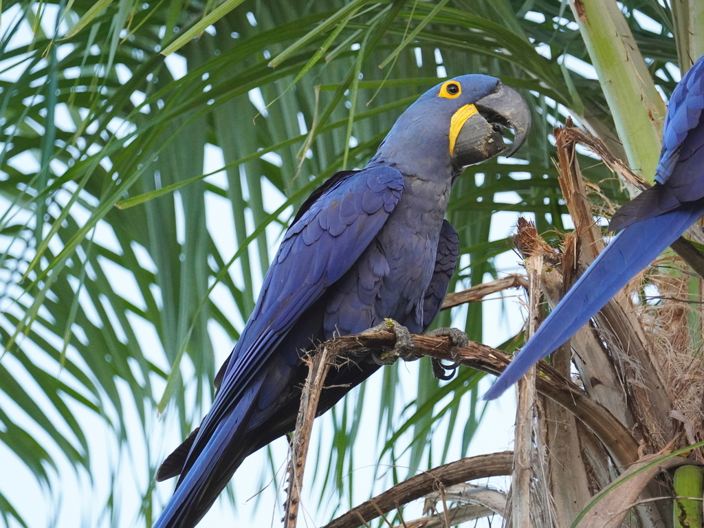 Arara-azul-grande (Anodorhynchus hyacinthinus) — a maior arara do mundo