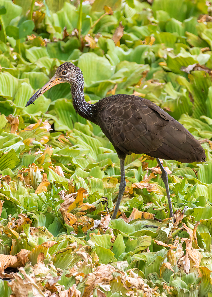 Aramus guarauna (Carão) no Pantanal