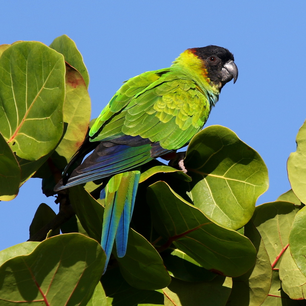 Periquito-de-cabeça-preta (Aratinga nenday) no Pantanal
