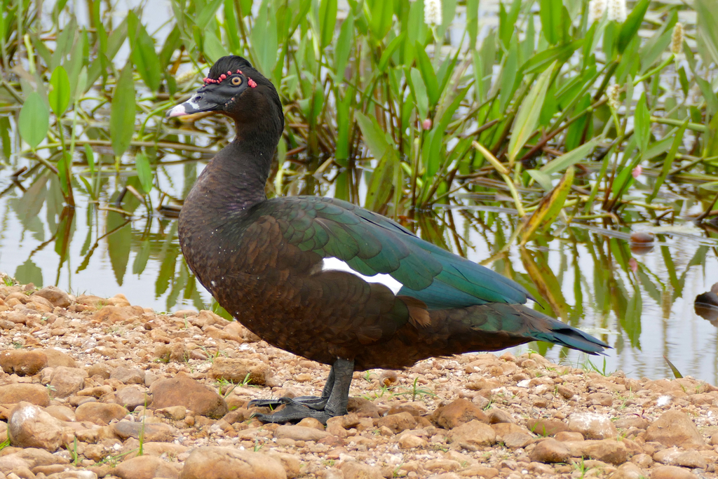 Cairina moschata (Pato-do-mato) no Pantanal
