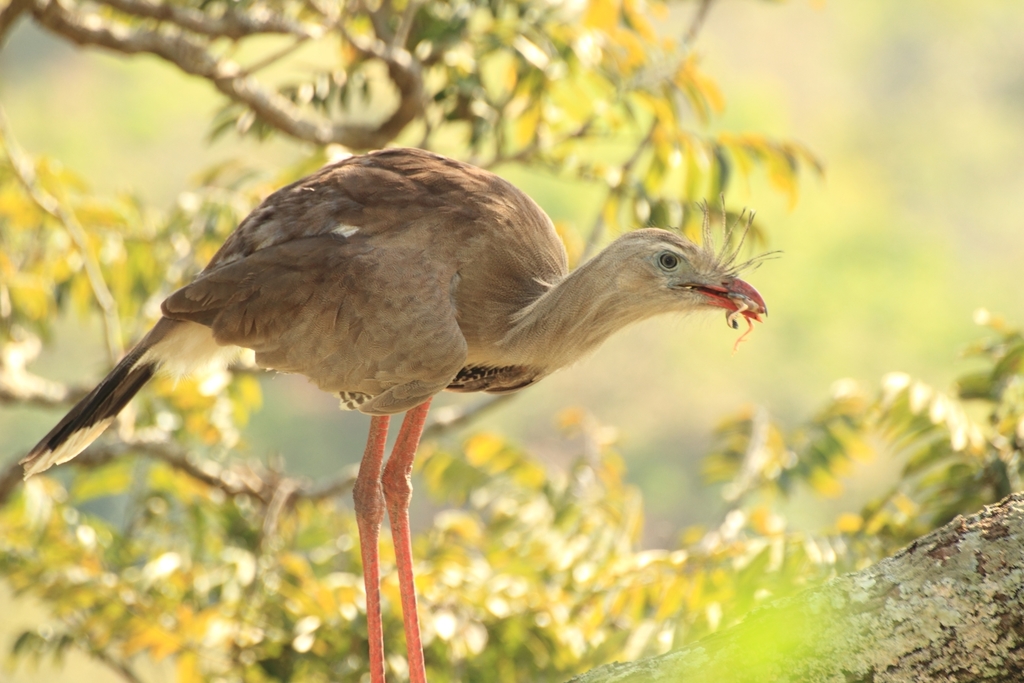 Cariama cristata (Seriema) no Pantanal