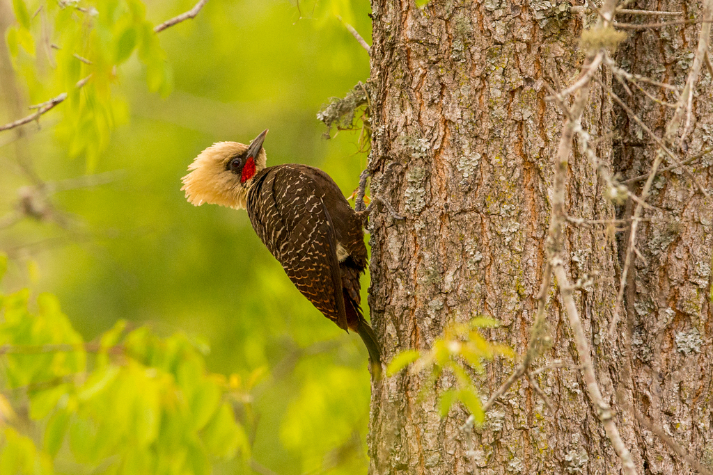 Celeus lugubris (Pica-pau-louro) no Pantanal