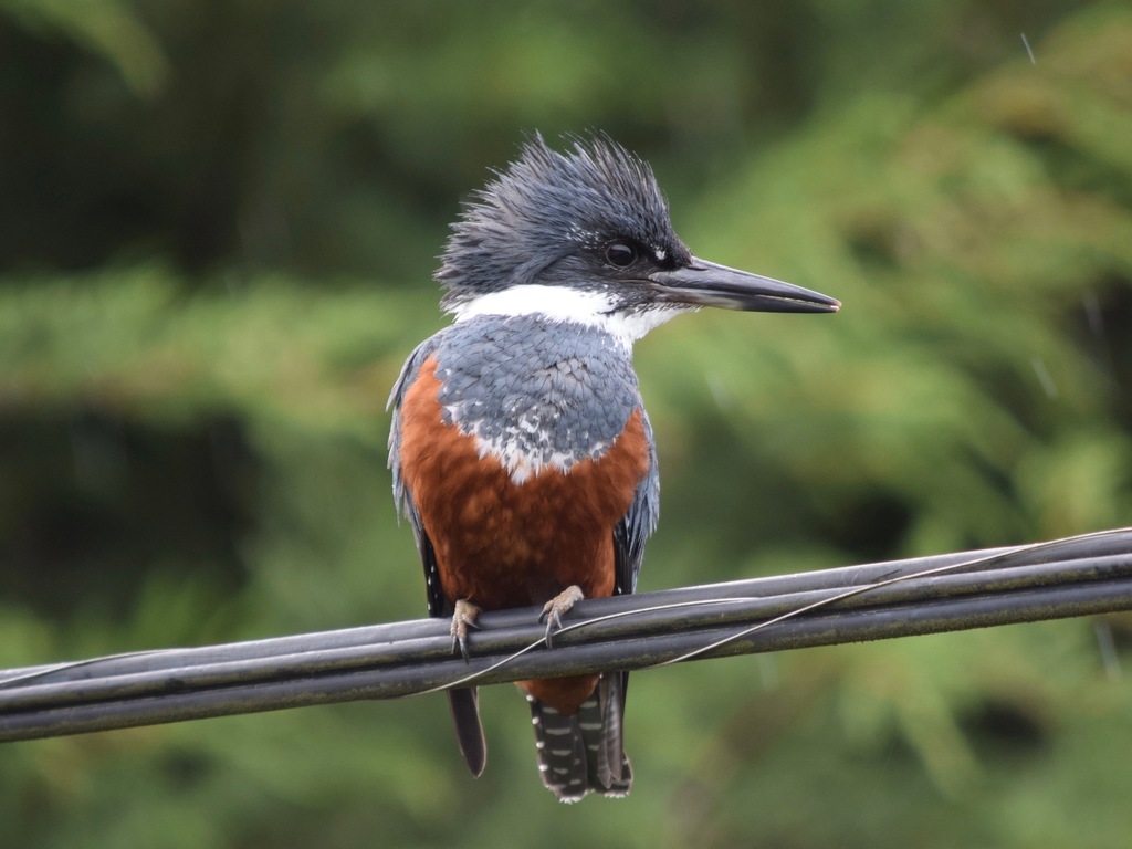 Ceryle torquata (Martim-pescador-grande) no Pantanal