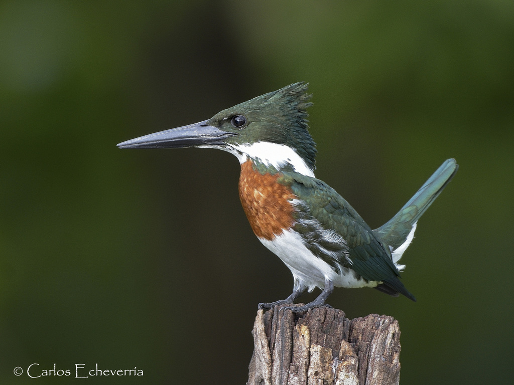Chloroceryle amazona (Martim-pescador-verde) no Pantanal