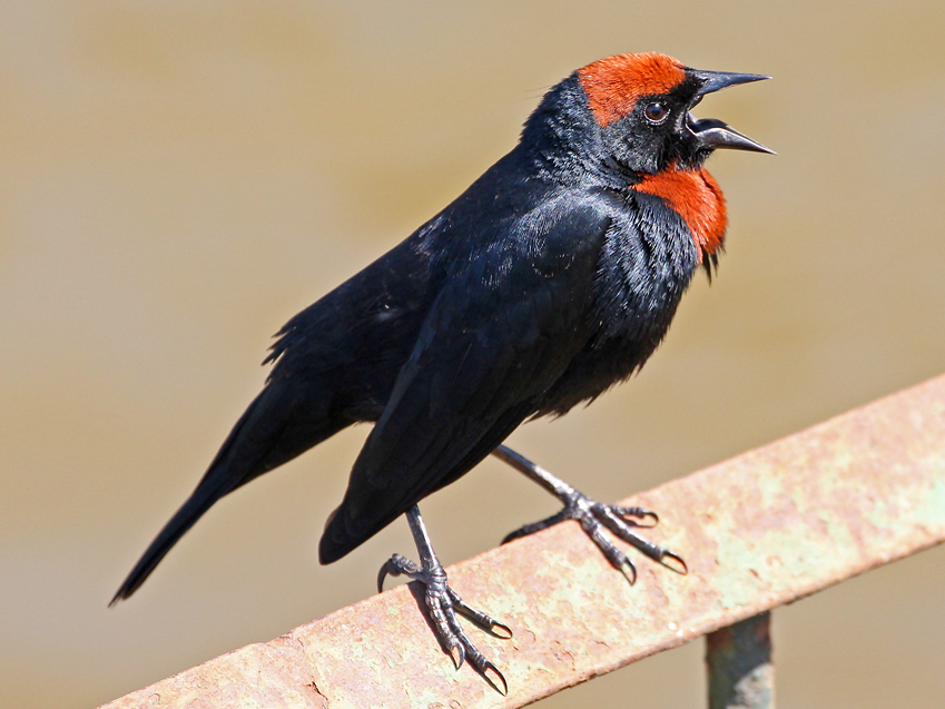 Chrysomus ruficapillus (Garibaldi) no Pantanal