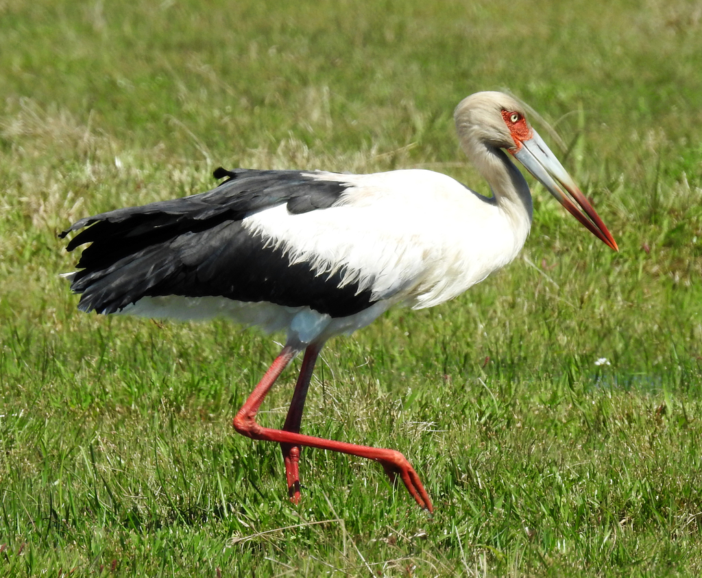 Ciconia maguari (Maguari) no Pantanal