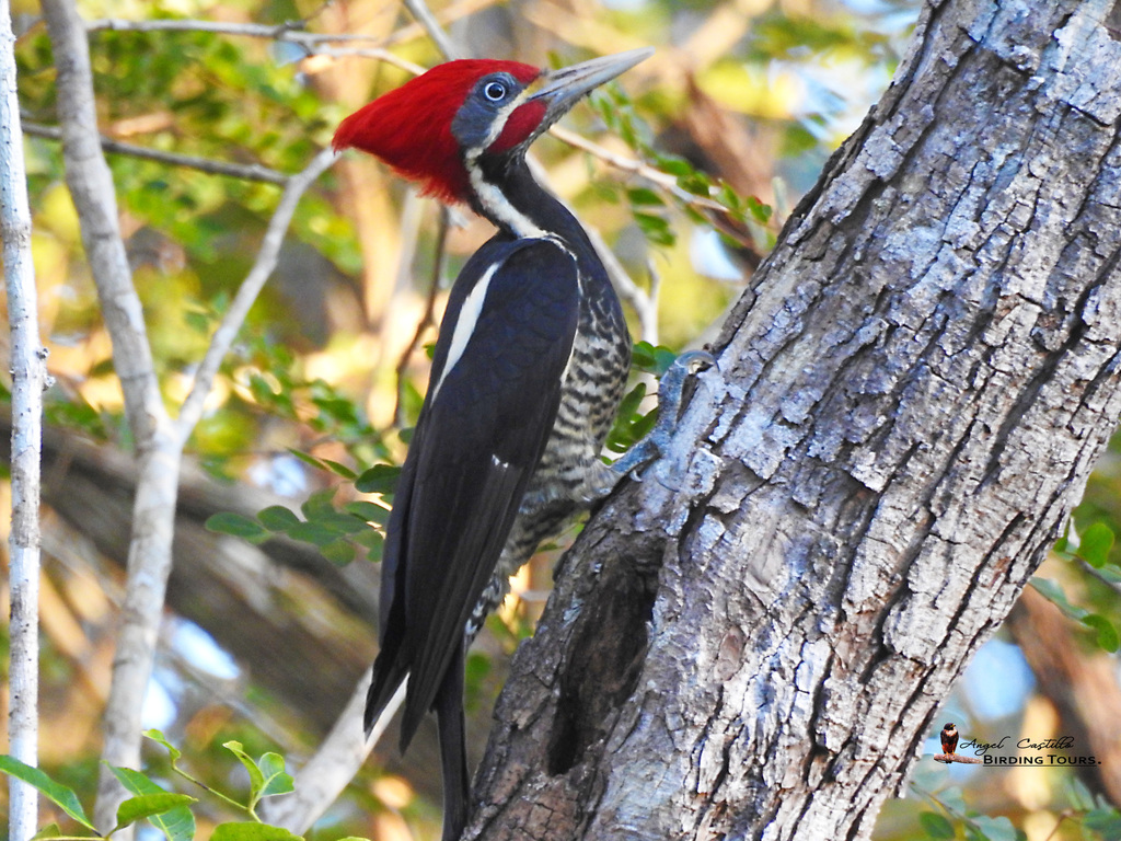 Dryocopus lineatus (Pica-pau-de-banda-branca) no Pantanal
