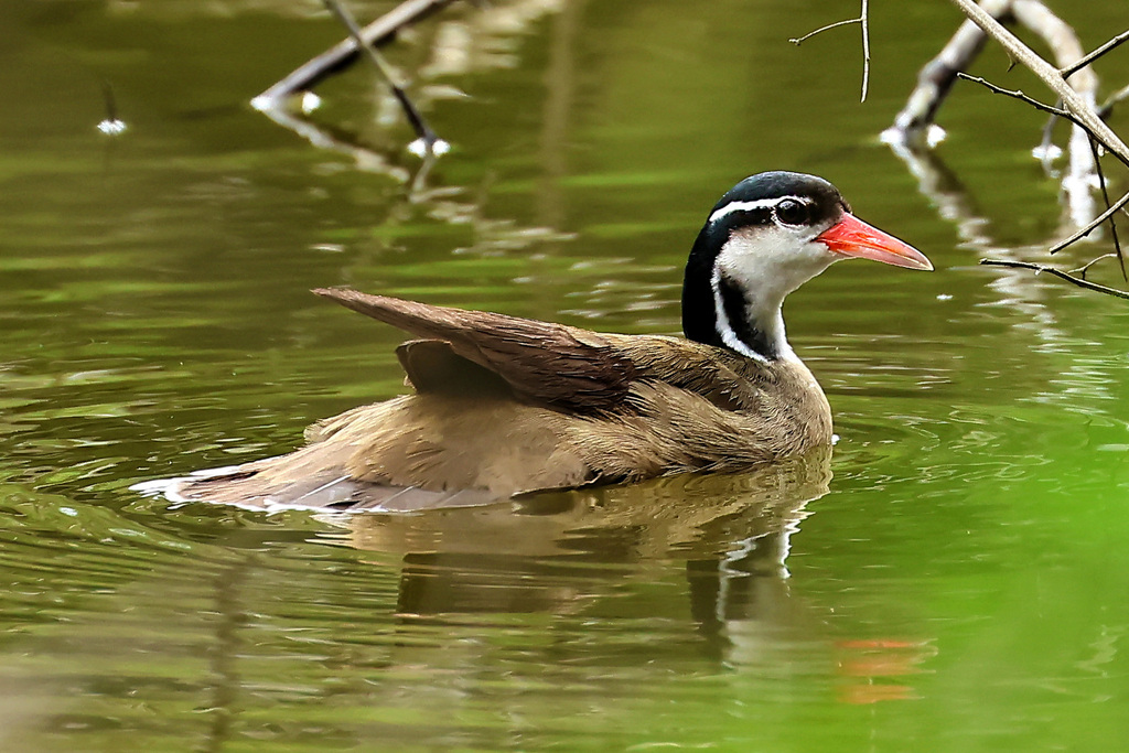 Heliornis fulica (Picaparra) no Pantanal