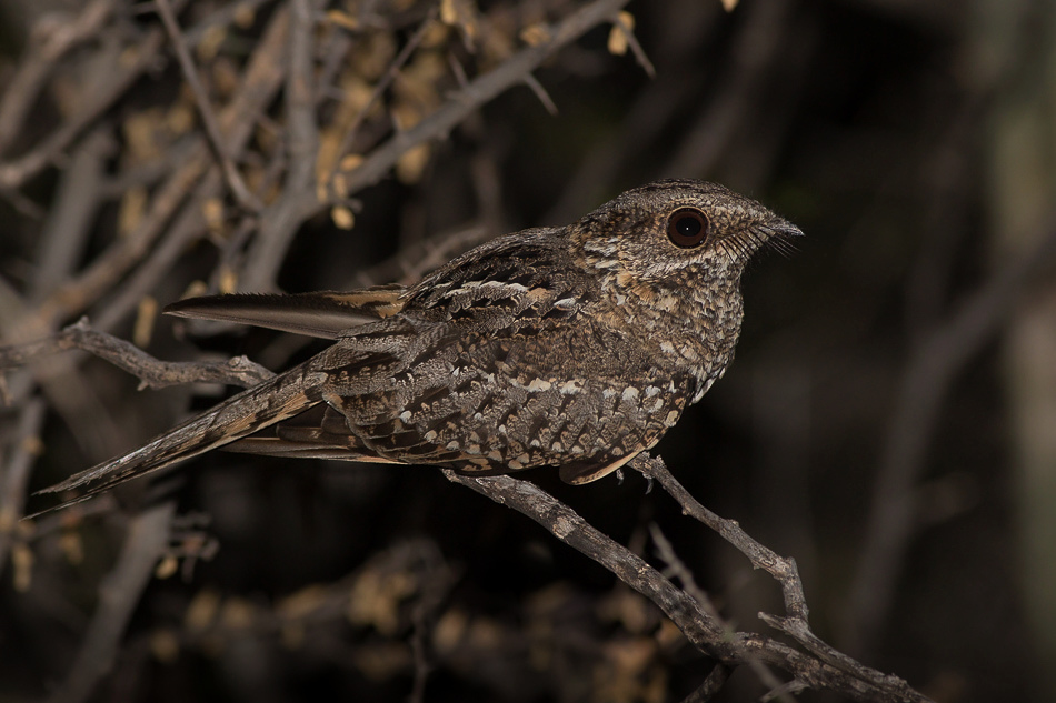 Hydropsalis torquata (Bacurau-tesoura) no Pantanal