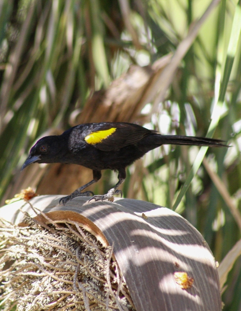 Icterus cayanensis (Encontro) no Pantanal
