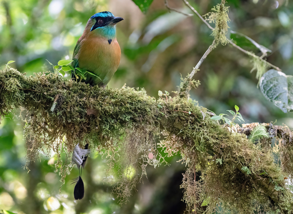 Momotus momota (Udu-de-coroa-azul) no Pantanal