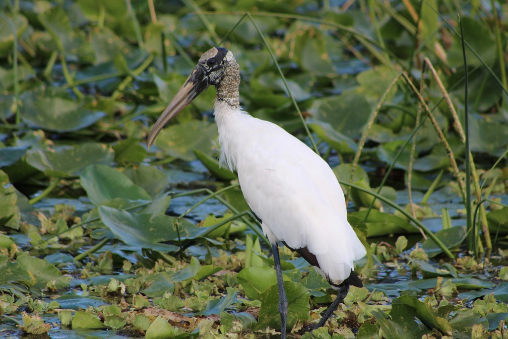 Mycteria americana (Cabeça-seca) no Pantanal