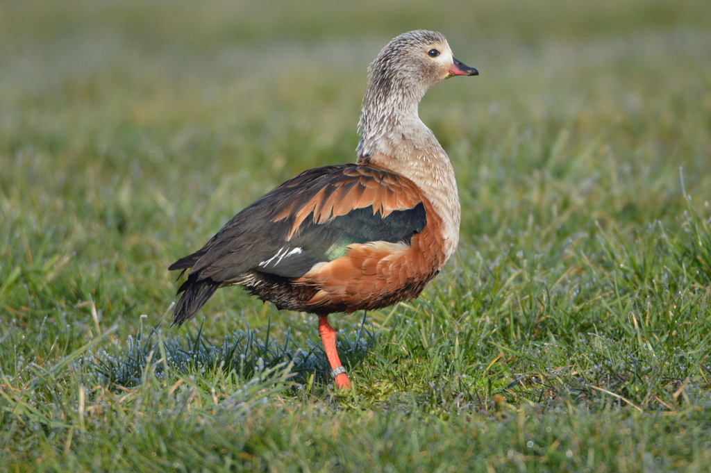 Neochen jubata (Pato-corredor) no Pantanal