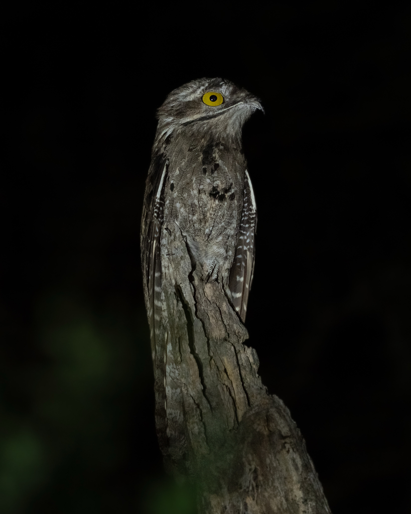 Nyctibius griseus (Urutau) no Pantanal