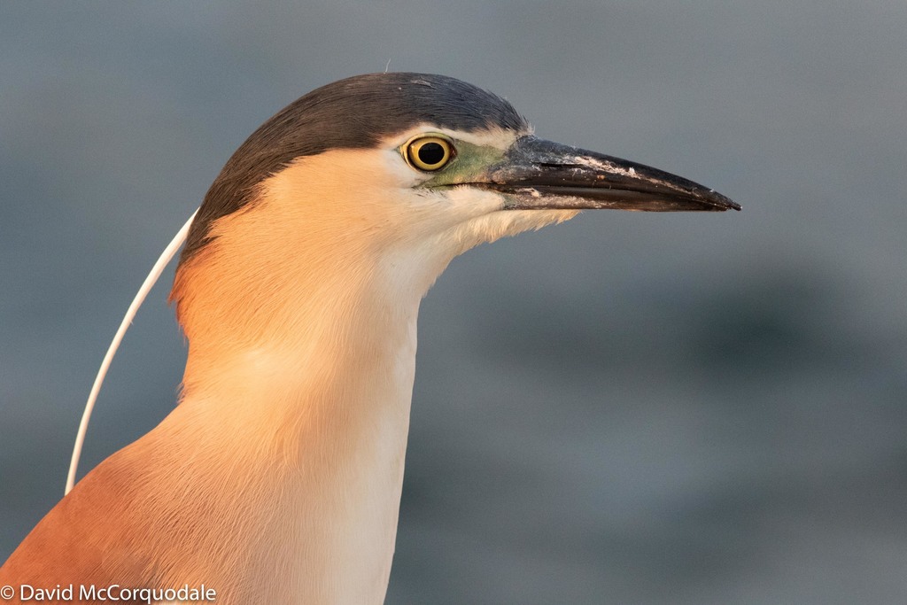 Nycticorax nycticorax (Savacu) no Pantanal