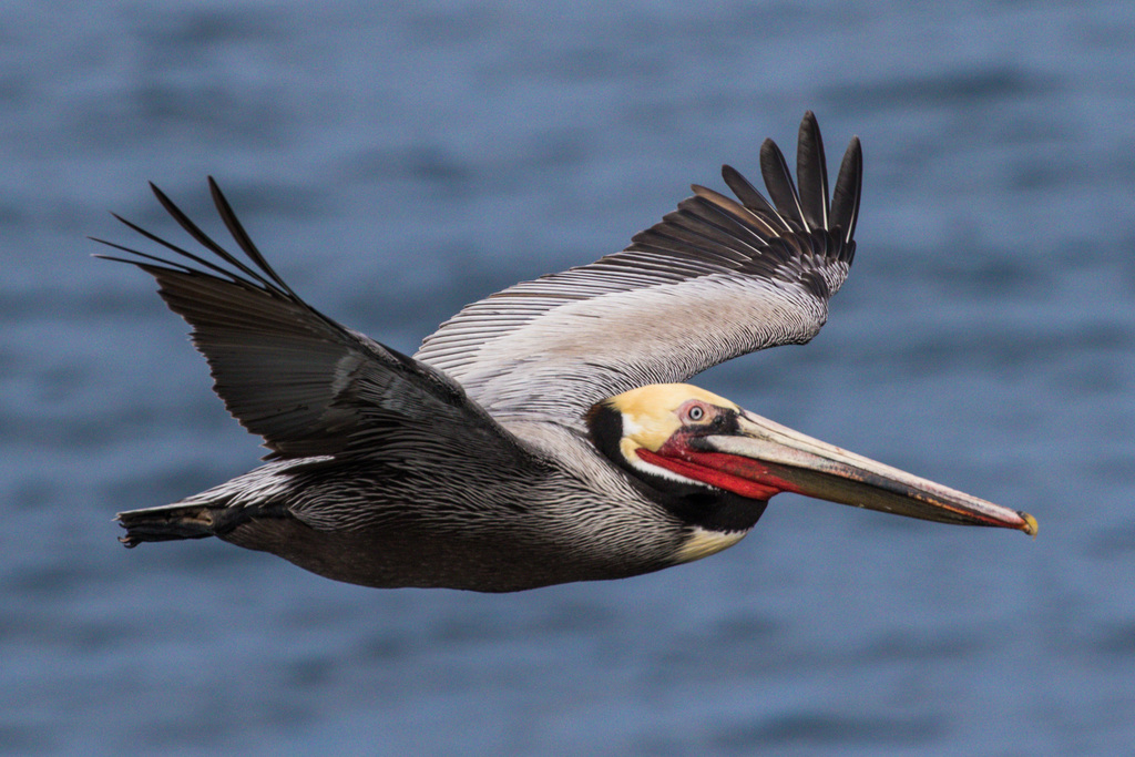 Pelecanus occidentalis (Pelicano) no Pantanal