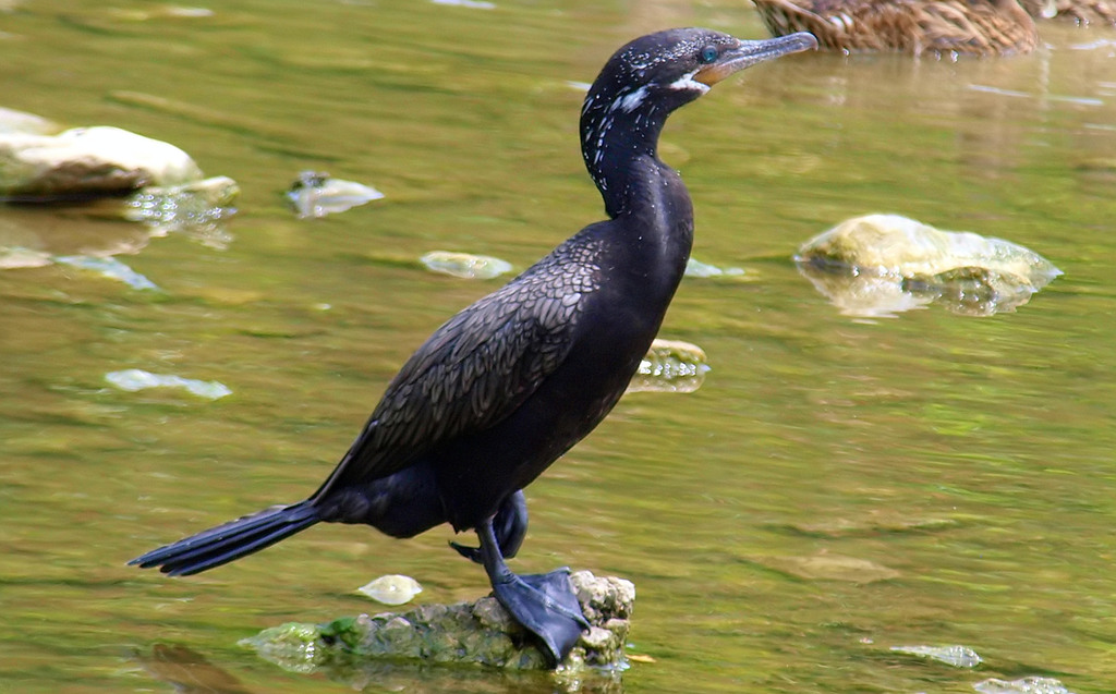 Phalacrocorax brasilianus (Biguá) no Pantanal