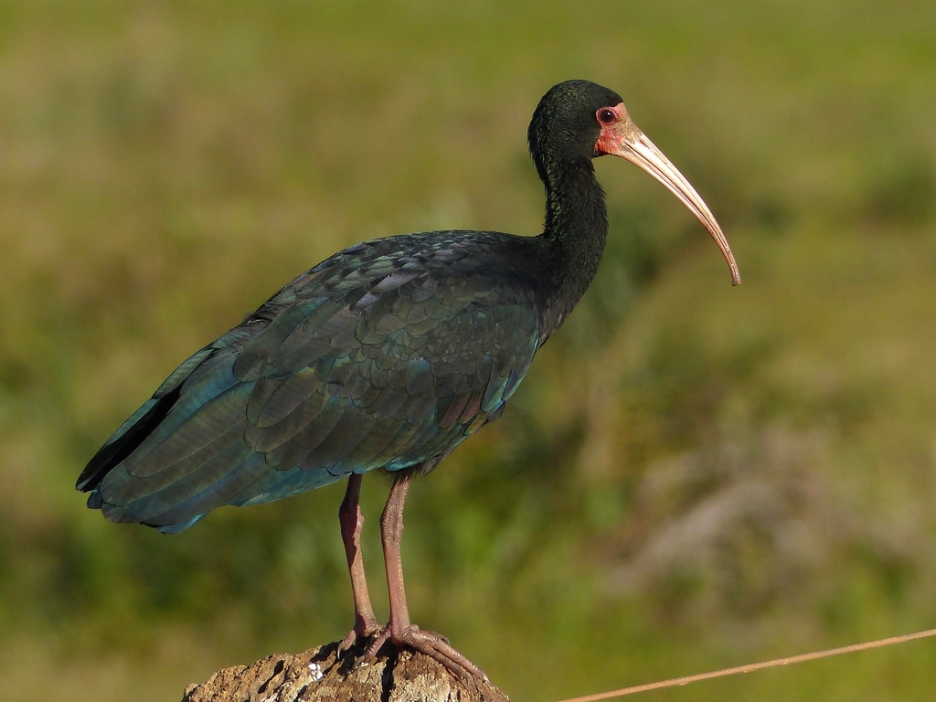Phimosus infuscatus (Tapicuru) no Pantanal