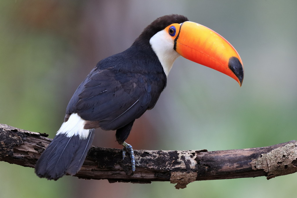 Tucano-toco (Ramphastos toco) com seu enorme bico laranja