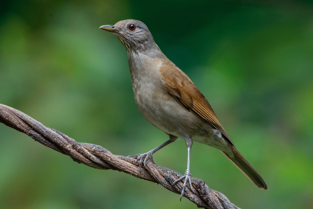 Turdus leucomelas (Sabiá-barranco) no Pantanal