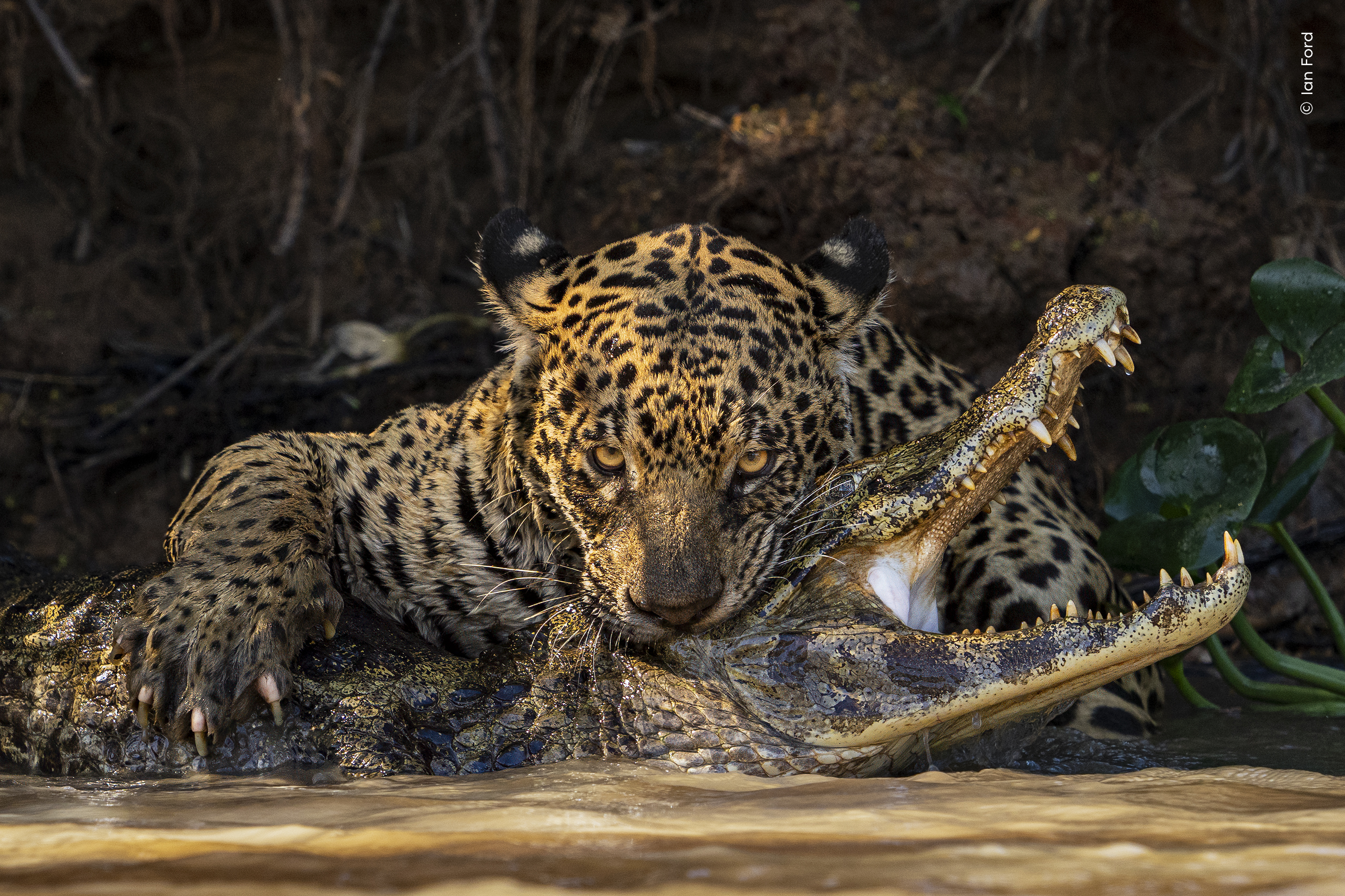 Onça-pintada capturando um jacaré nas águas do Pantanal