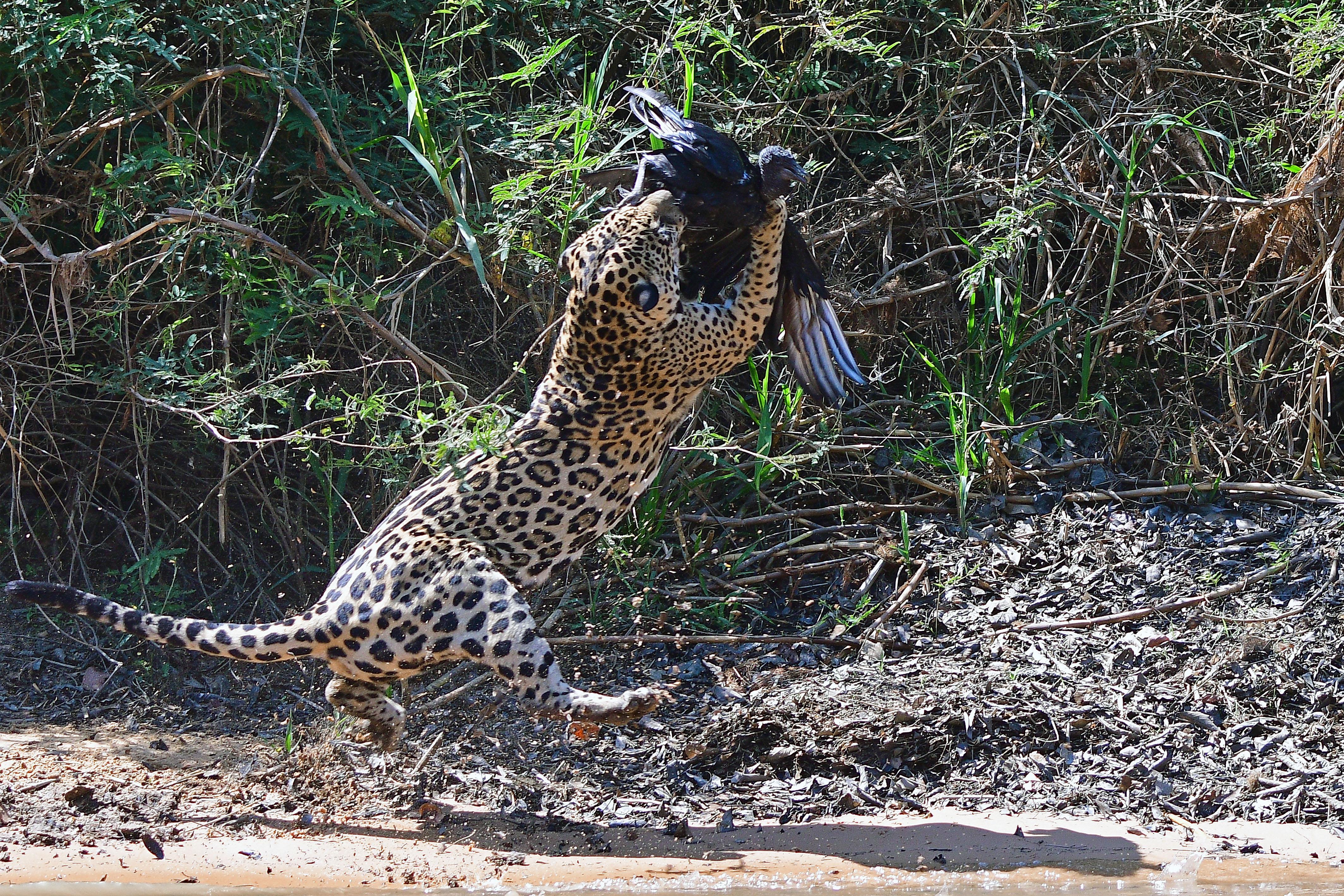 Onça-pintada saltando para espantar um urubu à beira do rio no Pantanal