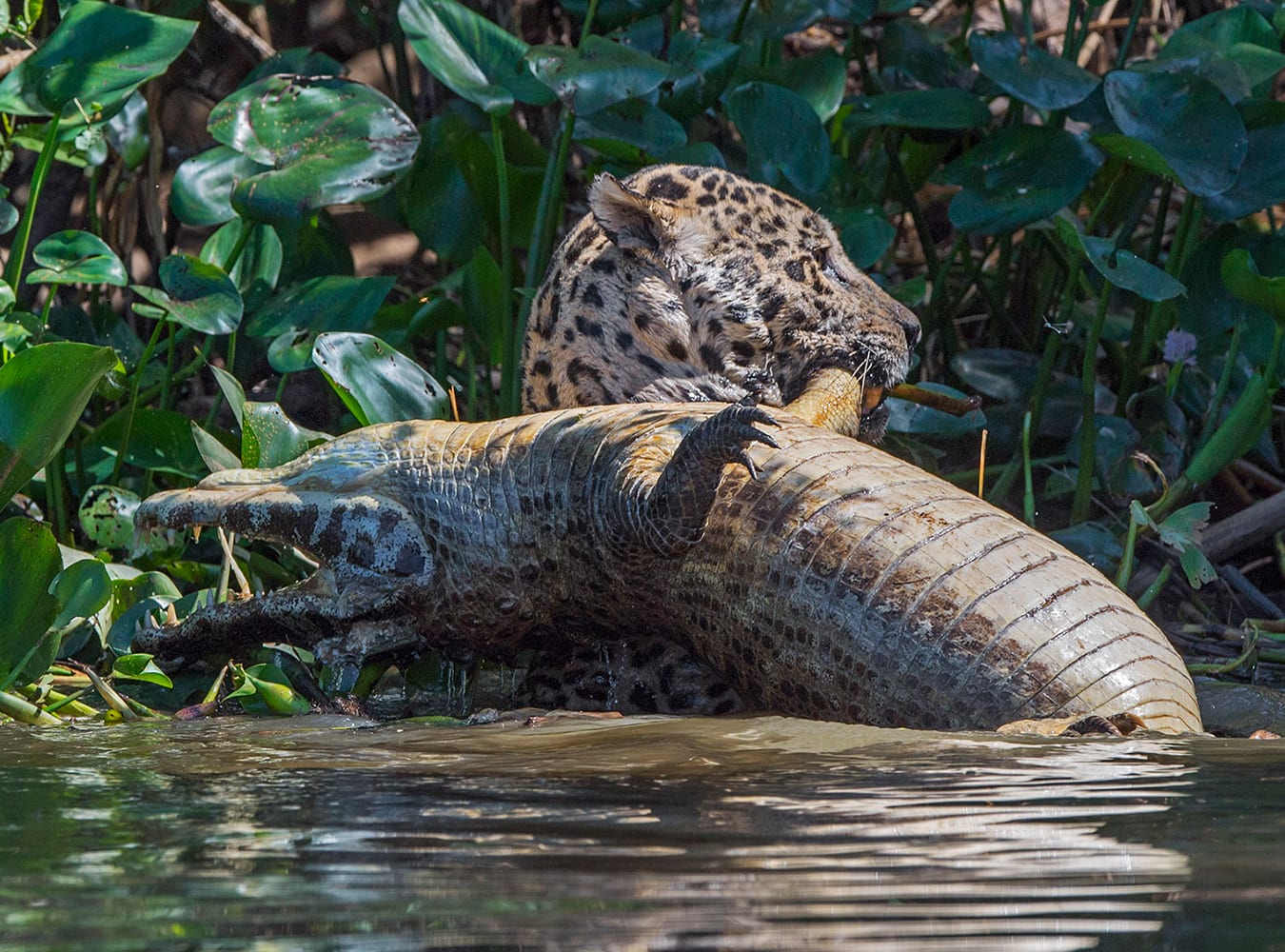 Onça-pintada capturando um jacaré no rio do Pantanal