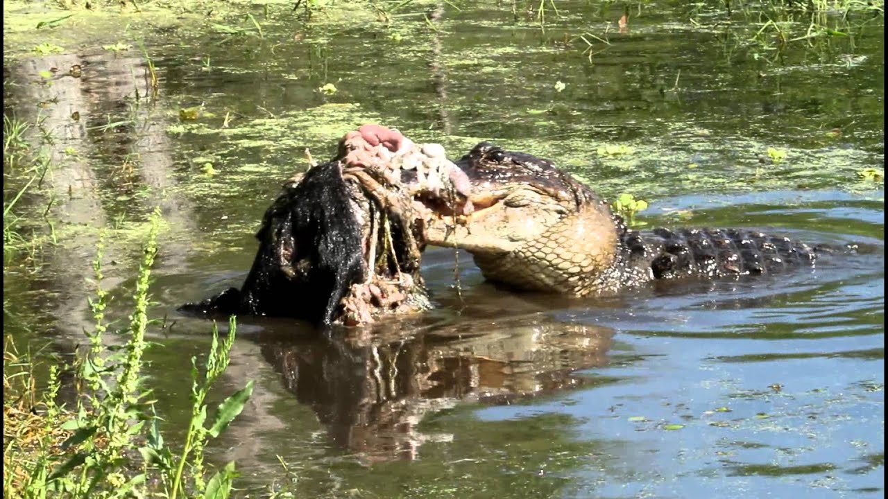 Jacaré devorando partes de um javali nas águas do Pantanal