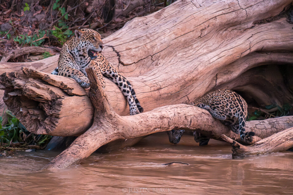 Duas onças-pintadas descansando sobre um tronco caído no rio no Pantanal