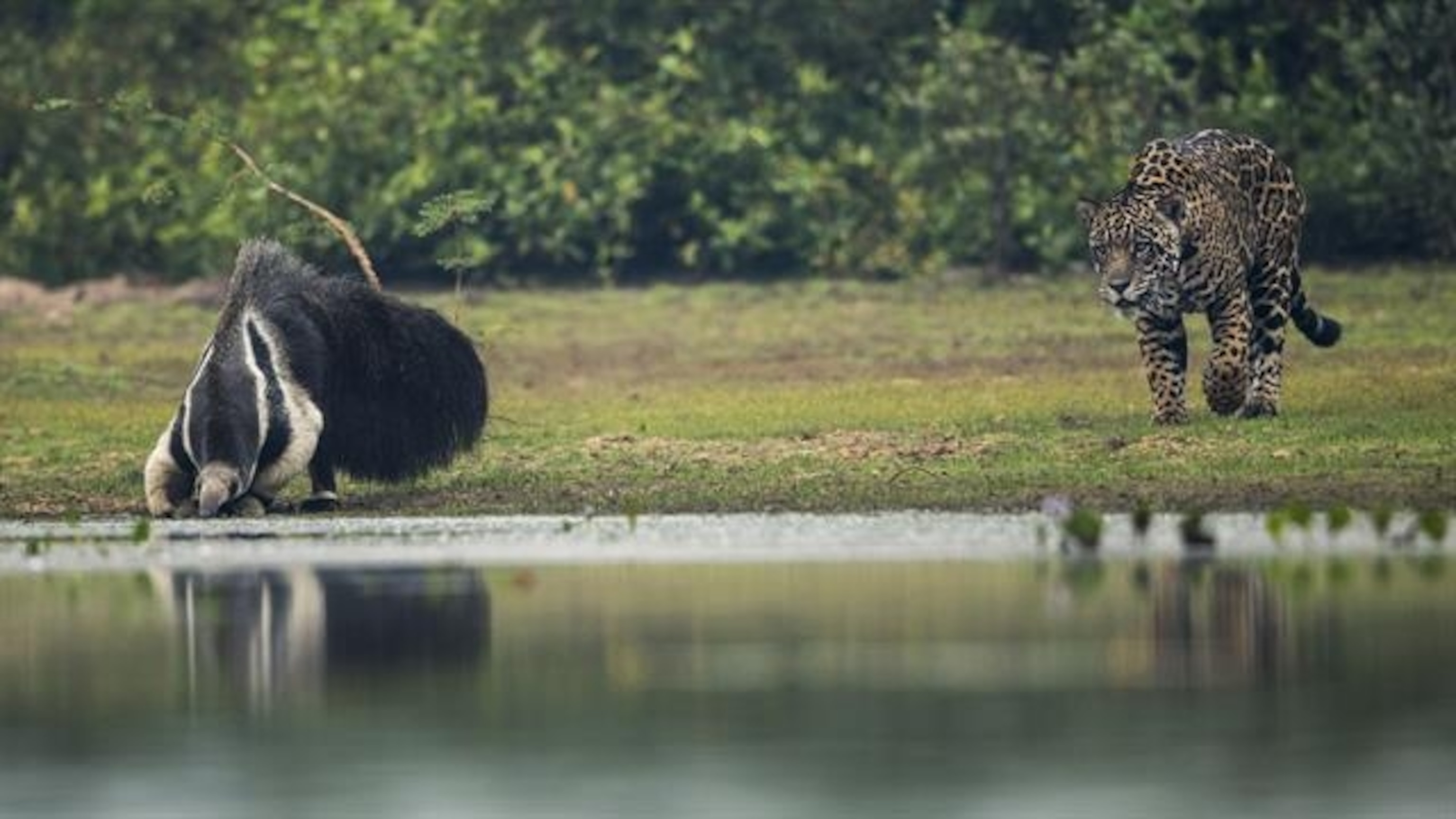 Onça-pintada e tamanduá-bandeira se observando à beira da água no Pantanal