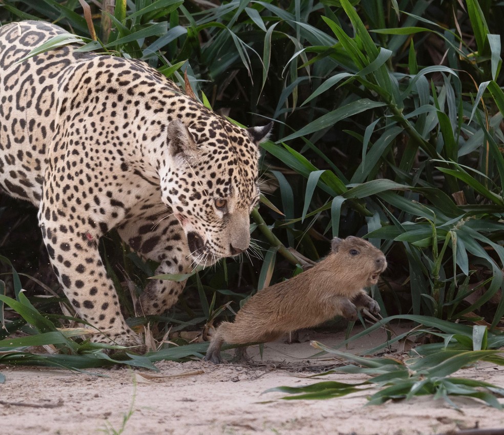 Onça-pintada caçando uma capivara no Pantanal
