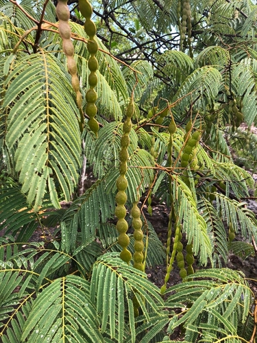 Anadenanthera colubrina (White Angico)
