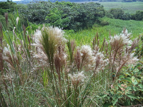 Andropogon bicornis (West Indian Foxtail)