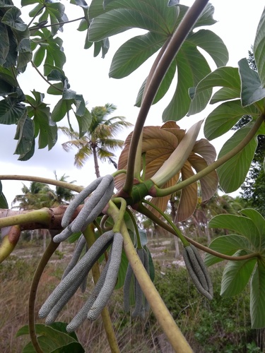 Cecropia pachystachya (Embaúba)