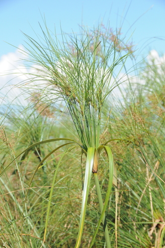 Cyperus giganteus (Pirí)