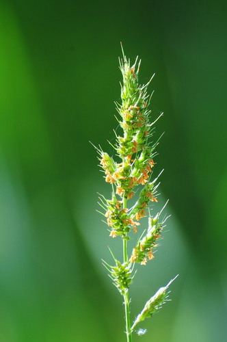 Echinochloa polystachya (Aleman Grass)