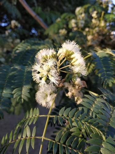 Enterolobium contortisiliquum (Tamboril)