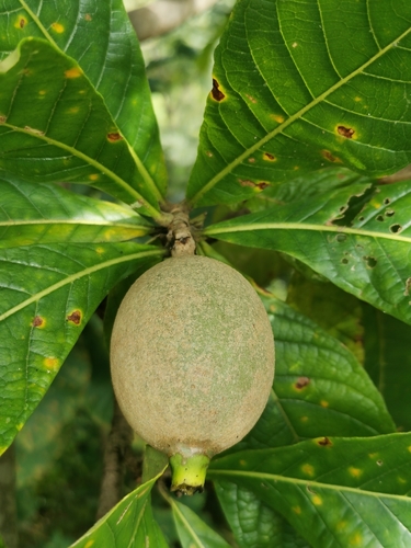 Genipa americana (Jenipapo)