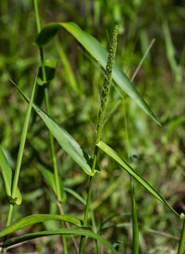 Hymenachne amplexicaulis (Trompetilla)