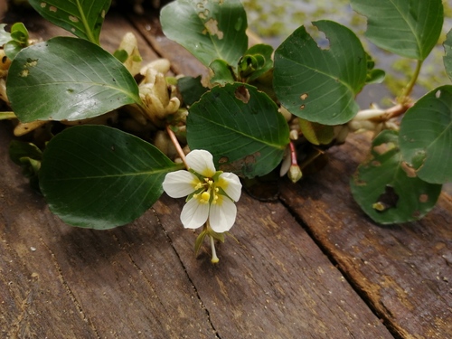 Ludwigia helminthorrhiza (Camalote)